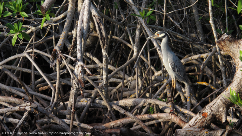 Yellow-crowned Night-Heron (Nyctanassa violacea), Summerland Key  Fraser Simpson